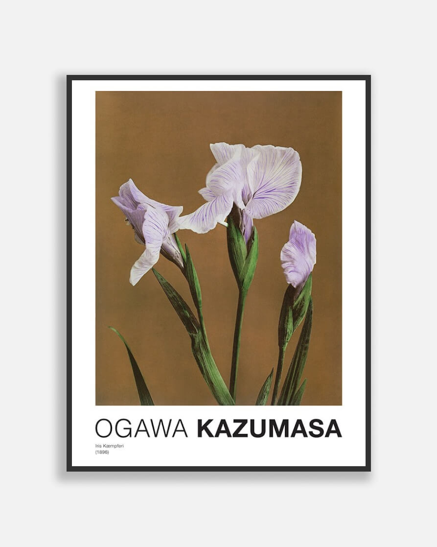 Iris K������������mpferi By Kazumasa Ogawa