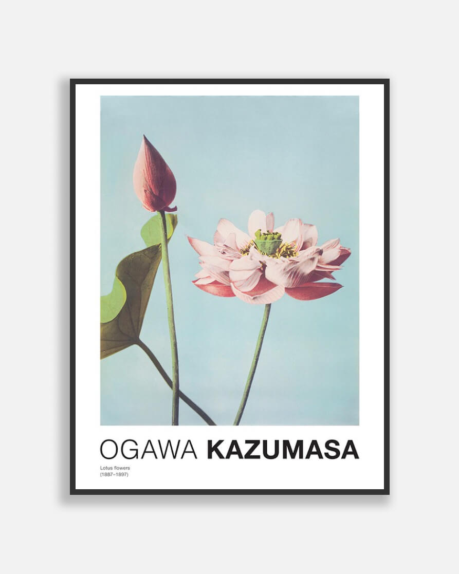 Lotus Flowers By Ogawa Kazumasa